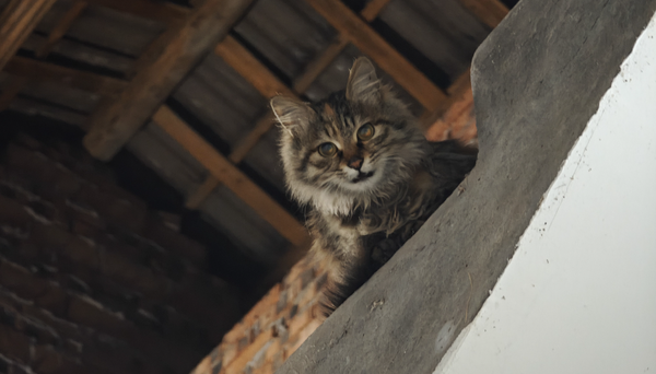 写给短暂相遇的小猫：小福的讣告